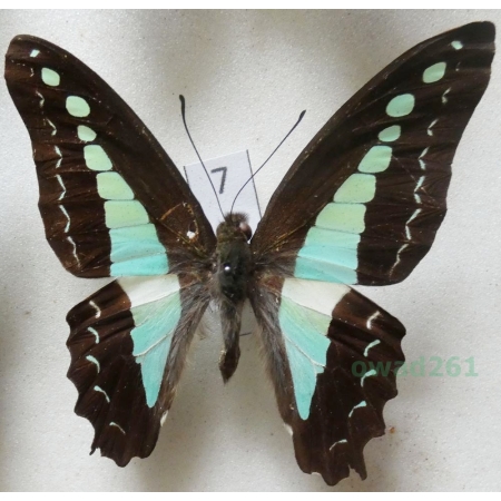 Graphium sarpedon Linnaeus, 1758 Indonesia, Seram 64mm7
